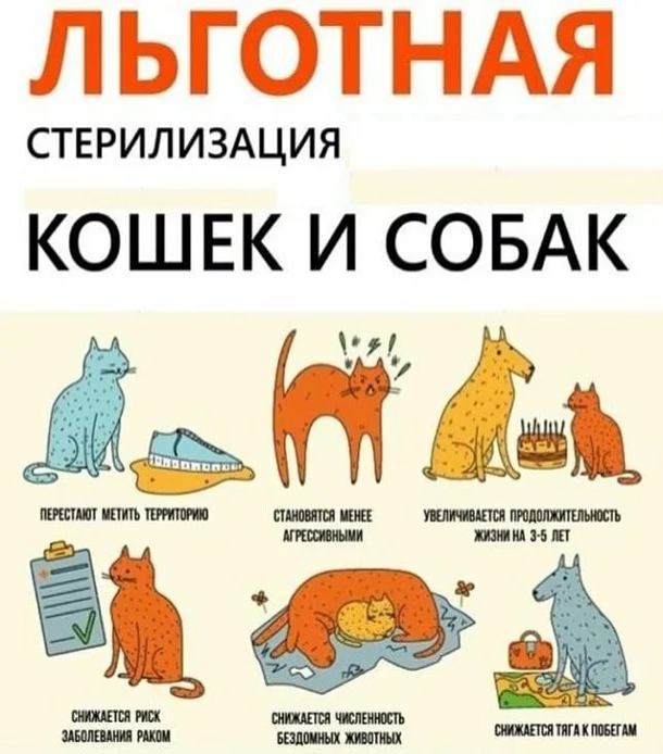 Стоимость Кастрации Кота