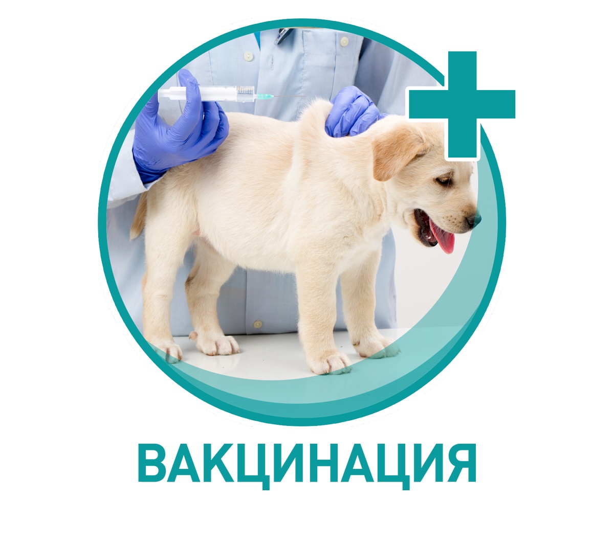 Обязательная бесплатная вакцинация домашних животных.