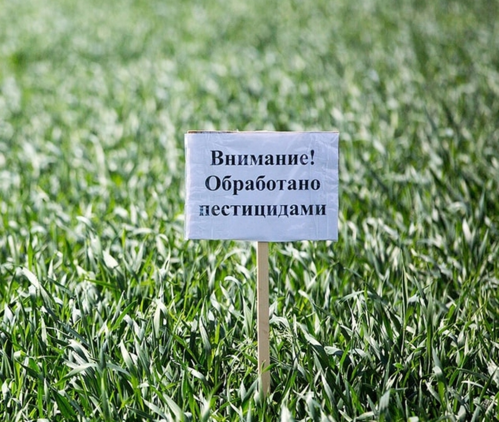 Обработка посевов с применением пестицидов и агрохимикатов вблизи д. Банное.