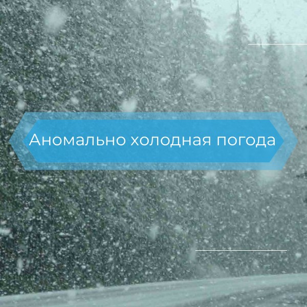 Аномально холодная погода.