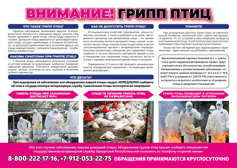 Птичий грипп. Птичий грипп.